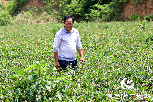 泌阳县：山乡开遍“草药花”