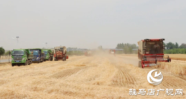 风吹麦浪送酒香 蔡洪坊酿酒专用粮种植基地万亩优质小麦开镰收割