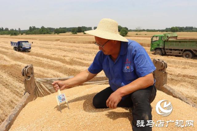 风吹麦浪送酒香 蔡洪坊酿酒专用粮种植基地万亩优质小麦开镰收割