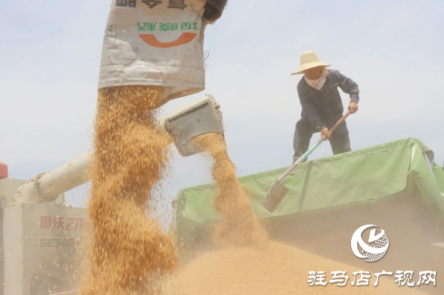 风吹麦浪送酒香 蔡洪坊酿酒专用粮种植基地万亩优质小麦开镰收割