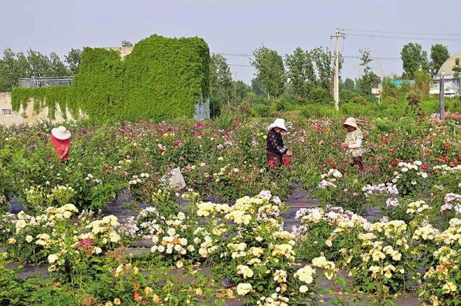 “豫”见四季·夏丨河南“花儿”让颜值变产值