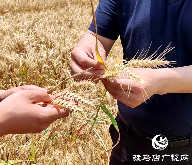 新蔡县孙召镇：发展酿酒专用小麦  助力群众增收致富