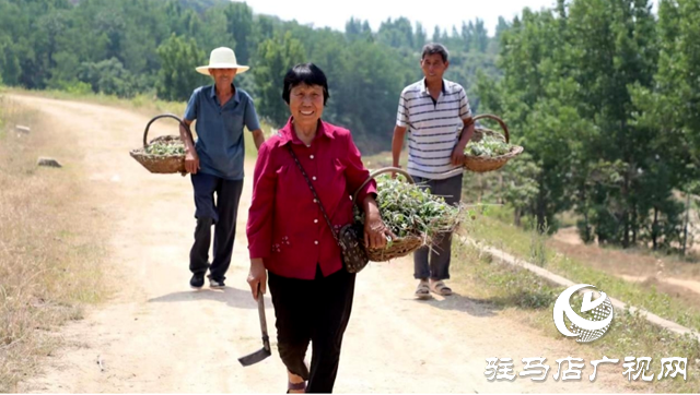 泌阳县：山乡开遍“草药花”