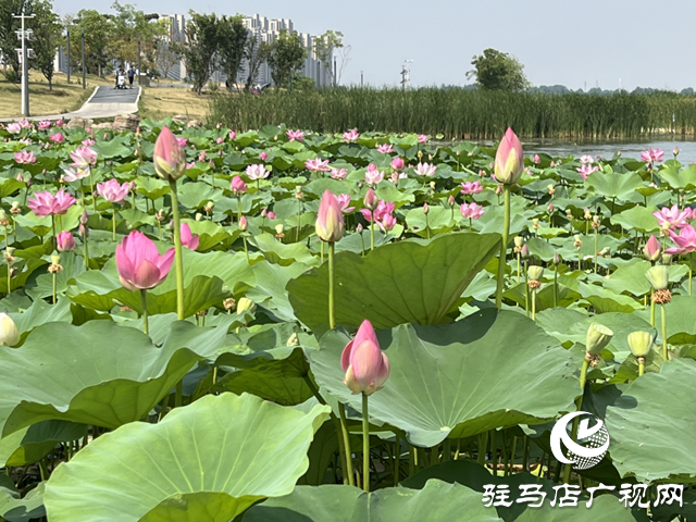 驻马店人民公园：荷花盛开醉游人