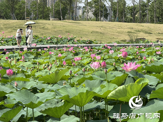 驻马店人民公园：荷花盛开醉游人