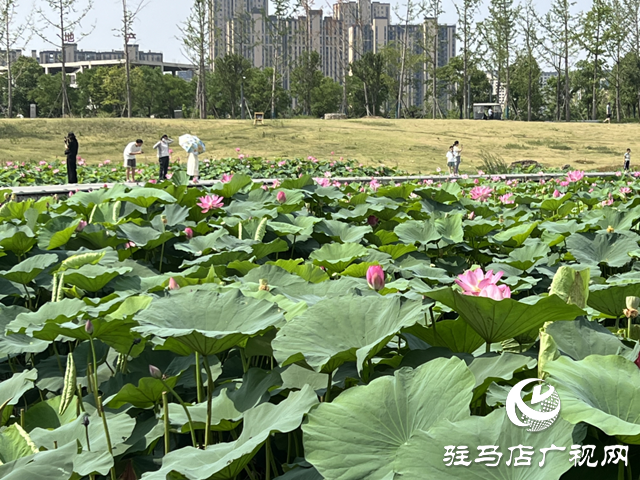 驻马店人民公园：荷花盛开醉游人