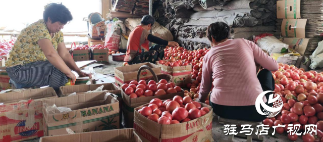 上蔡县韩寨镇：西红柿“映红”致富路