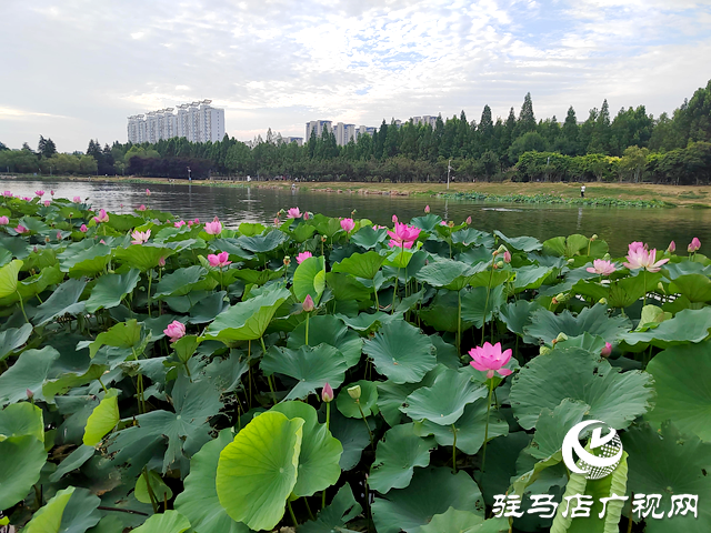 入夏荷花生 赏荷正当时