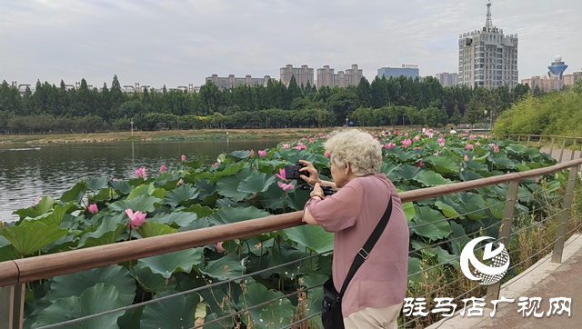 入夏荷花生 赏荷正当时