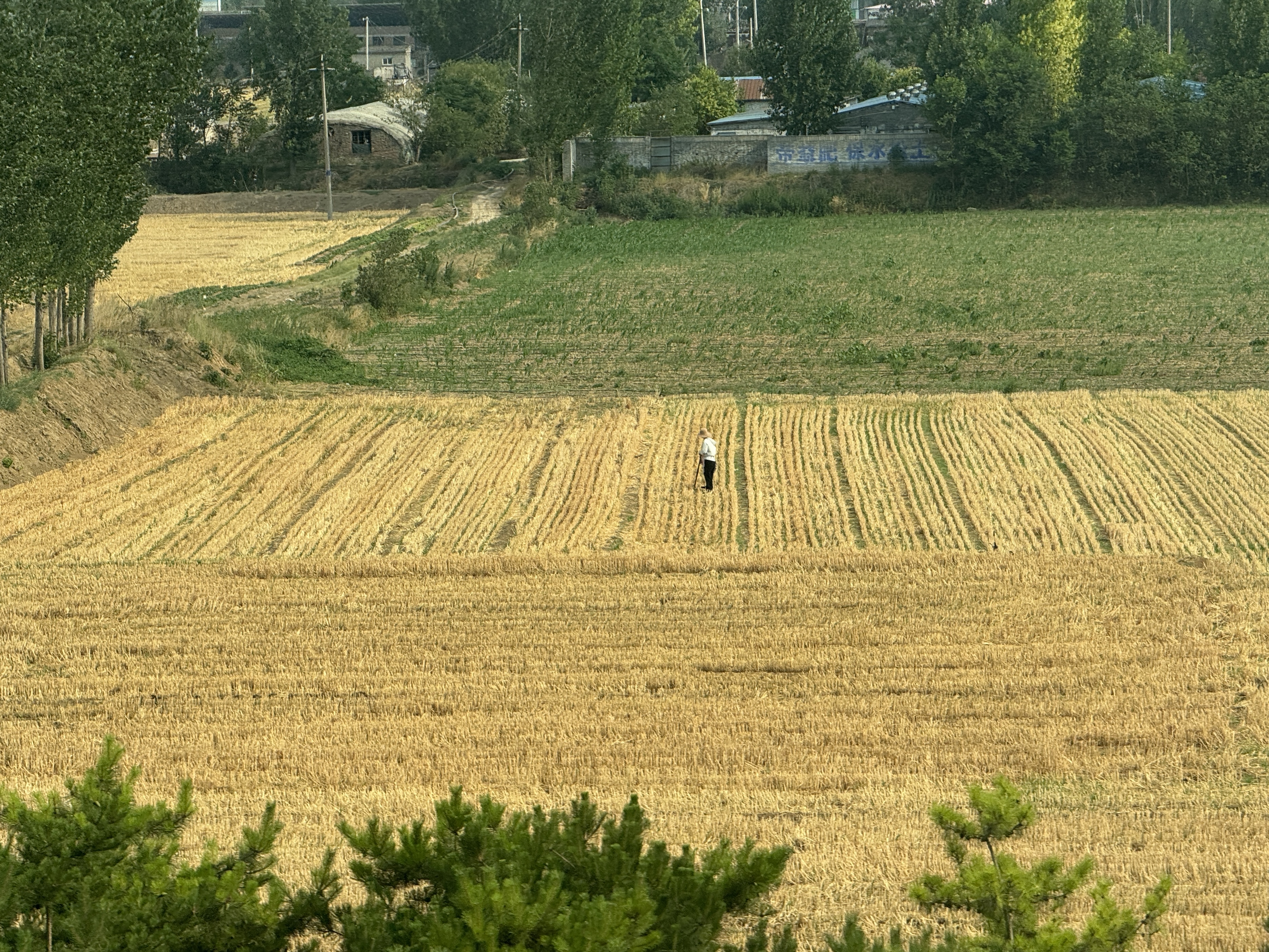 河声｜排除杂音、全力以赴，下好抗旱救灾这盘棋