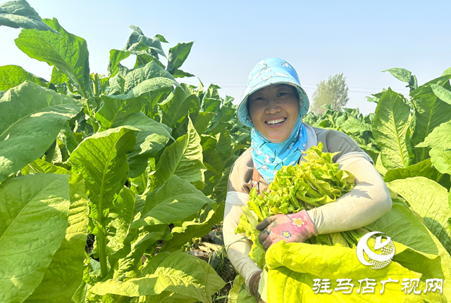 泌阳县郭集镇：烟叶种植让群众在家门口吃上“产业饭”