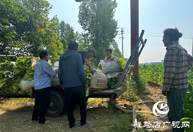 泌阳县郭集镇：烟叶种植让群众在家门口吃上“产业饭”