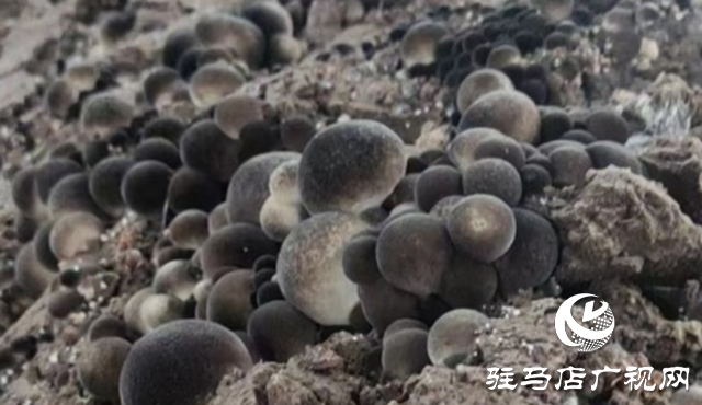 泌阳：草菇大田种植成功 菌菇之乡再添新品种