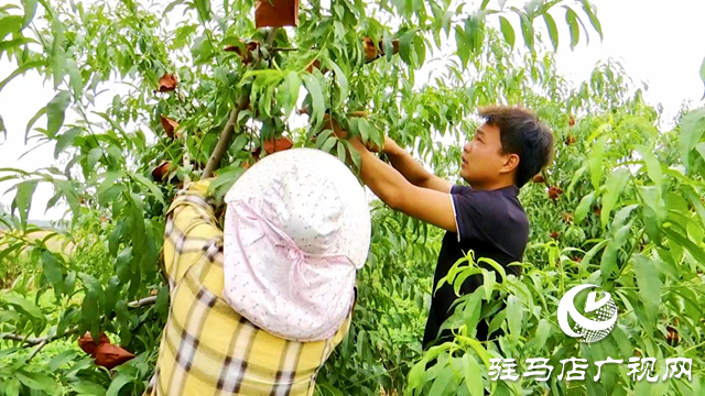 正阳县：“一村一品”特色产业 助推农业增效 农民增收