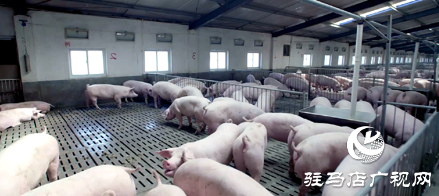 动物疫病防疫专家支招夏季养猪技术