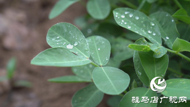 驻马店市普降甘霖 解除旱情利于秋作物生长