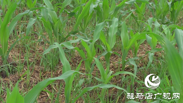 驻马店市普降甘霖 解除旱情利于秋作物生长