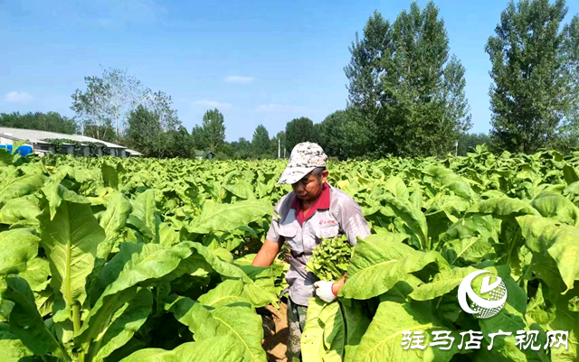 泌阳县王店镇：“金叶”飘香季 烟农“赶烤”忙