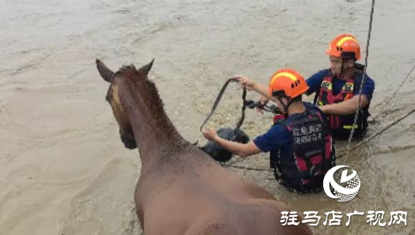 泌阳县：四匹马被困洪流 消防成功救援上岸