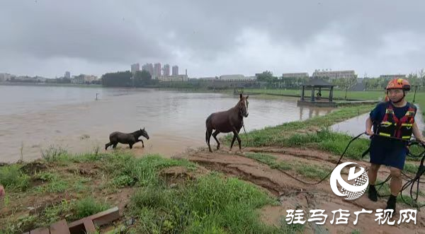 泌阳县：四匹马被困洪流 消防成功救援上岸