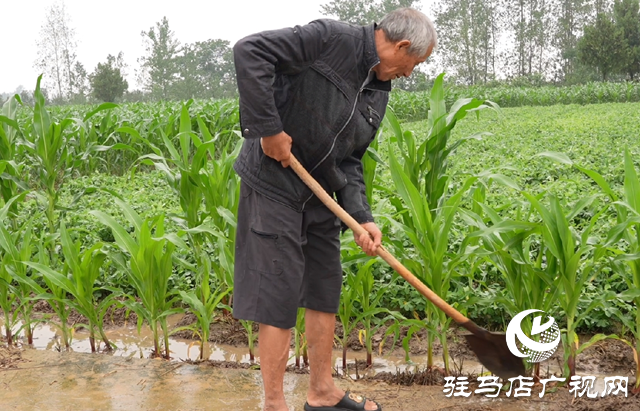 正值玉米拔节期 田间管理要注意