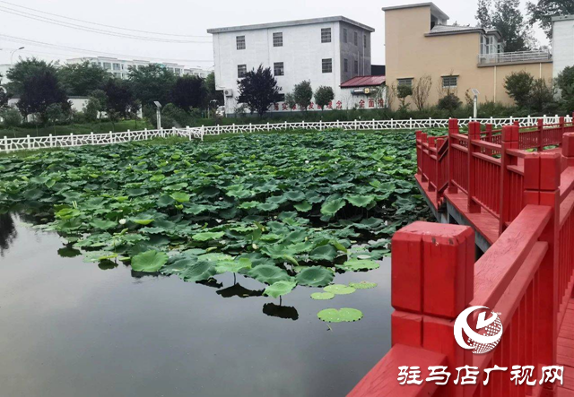 西平县柏城荷花盛放 夏日美景引人流连