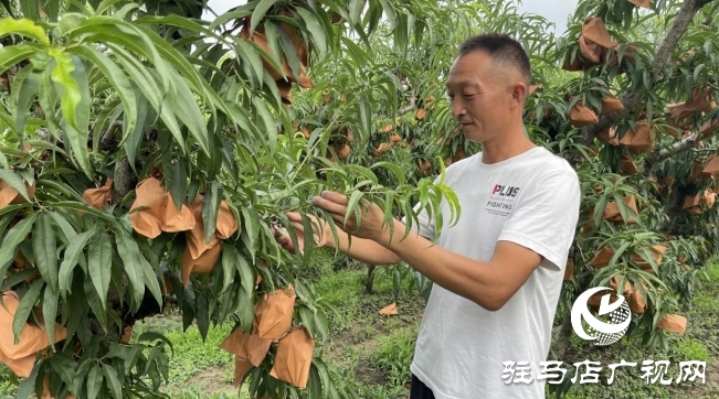 遂平县石寨铺镇郭庄冬桃：汛期精细管护 金秋丰收在望