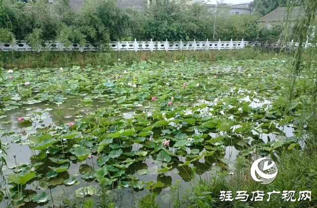 西平县柏城荷花盛放 夏日美景引人流连