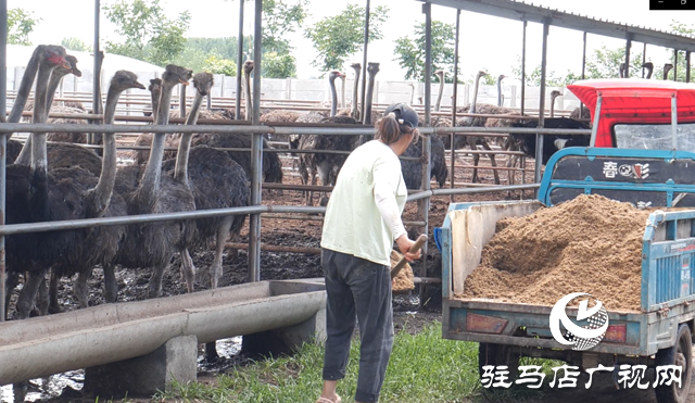 西平县蔡寨回族乡冯张庄村：养鸵鸟助增收