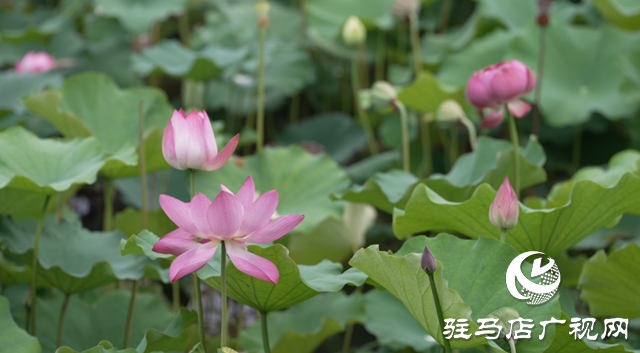 确山常庄：荷花盛开 绘制美丽乡村新画卷