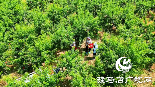 驿城区蚁蜂镇鲁湾村：蟠桃满枝头 满园好“丰”景