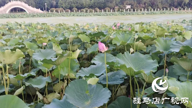 驻马店置地公园成为夏日健身好去处