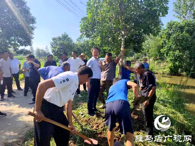 新蔡县顿岗乡召开树木扶直工作现场会