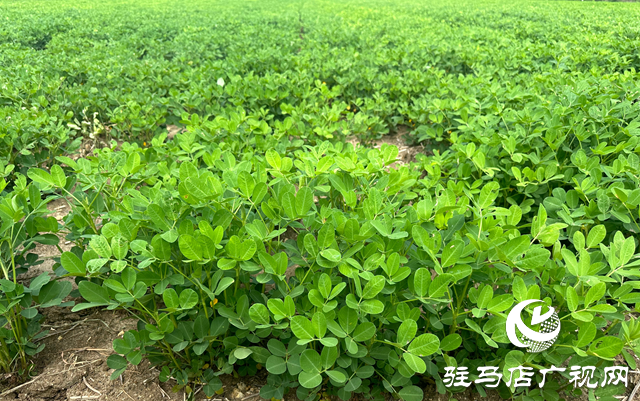 泌阳县郭集镇：抓好雨后秋田管理 保群众“粮食安全”