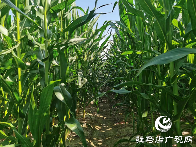 驻马店：专家支招强降雨天气玉米田间管理