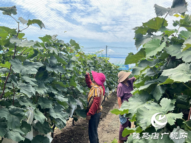 上蔡县小岳寺乡：小葡萄“串”起乡村振兴“致富链”