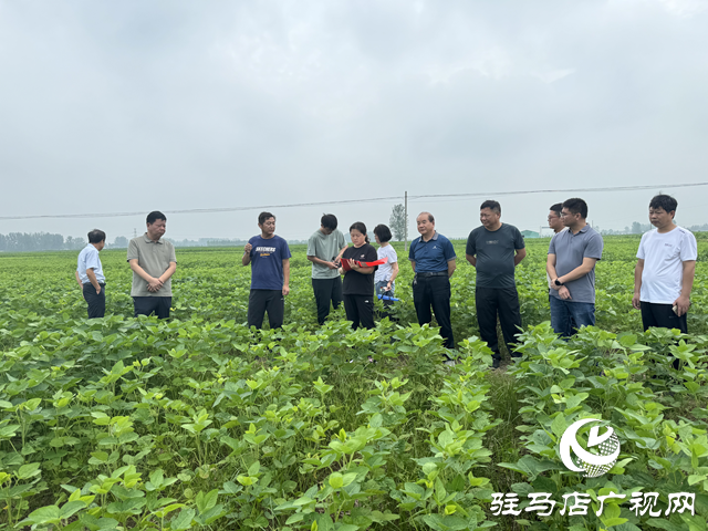 驻马店市农科院组织开展秋作物科技示范基地观摩