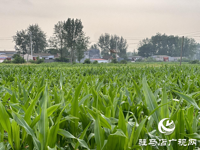 高温多雨天气 玉米需要谨防这些病害