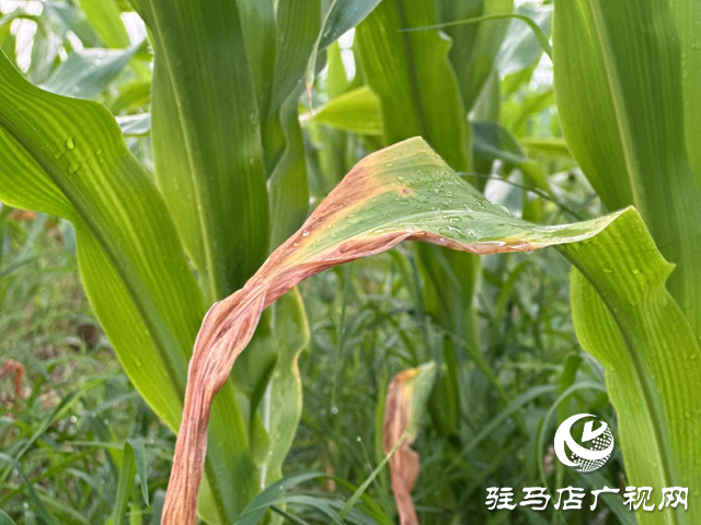 高温多雨天气 玉米需要谨防这些病害