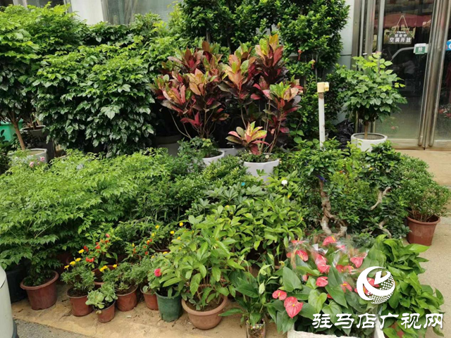 夏季花卉市场绿植受青睐