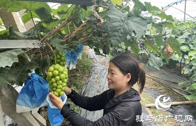 平舆县郭楼街道三陈村：葡萄种植带动群众“甜蜜”增收