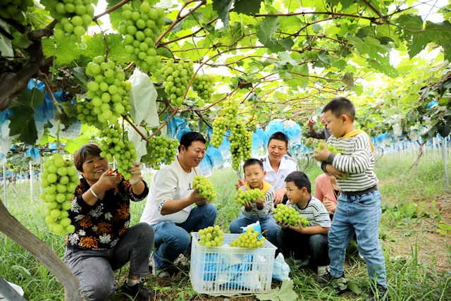 驿城区：农文旅融合   “家门口”的田园暑假游受热捧