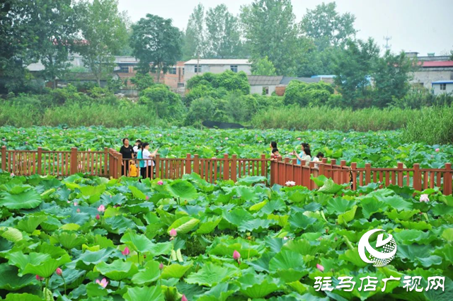 荷花盛开 美在当“夏”