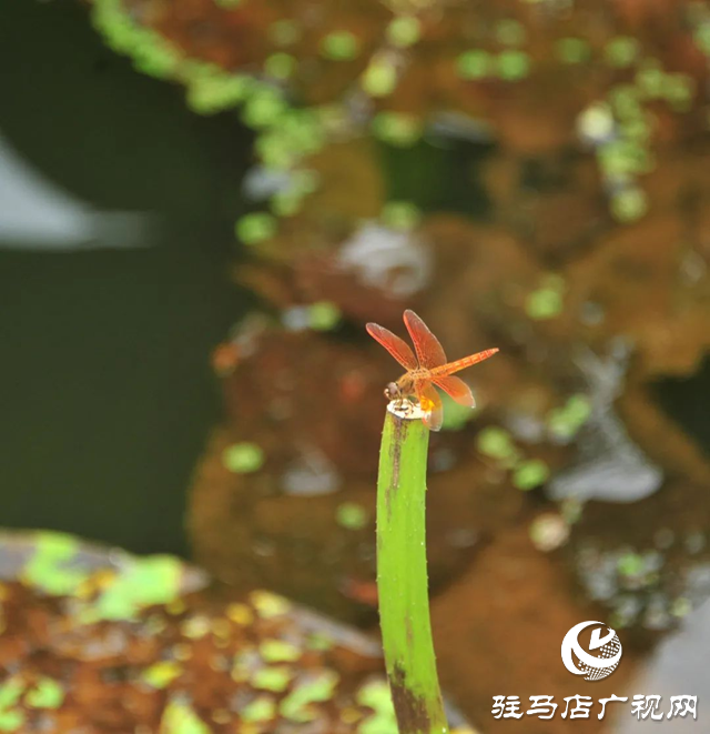 荷花盛开 美在当“夏”