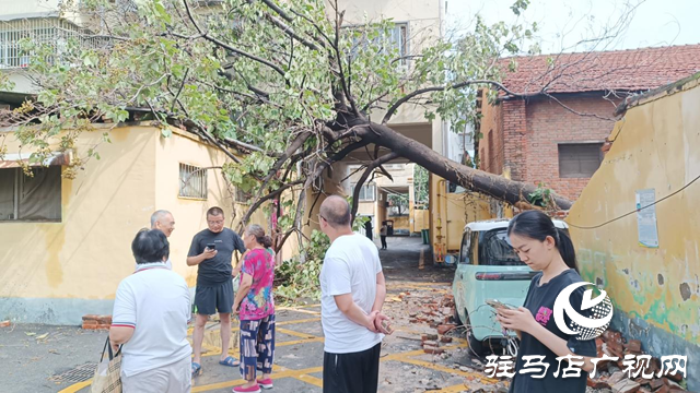 狂风刮倒大桐树 砸坏围墙电动车