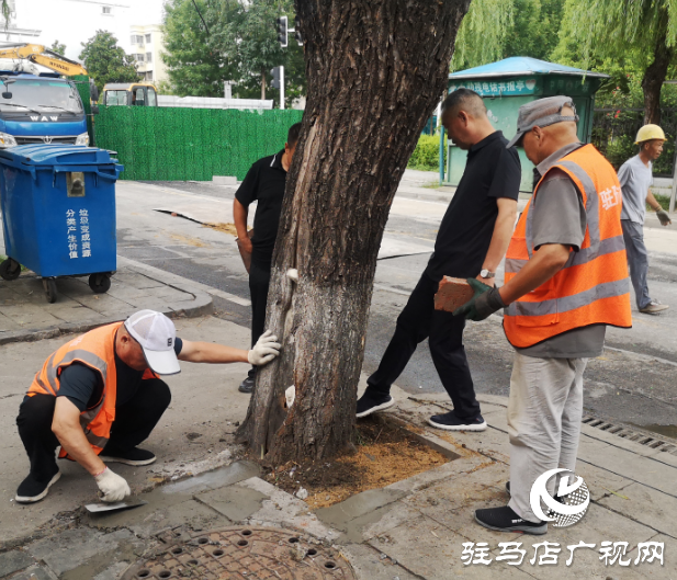 驻马店经济开发区：开展行道树树穴改造 美化环境保通行