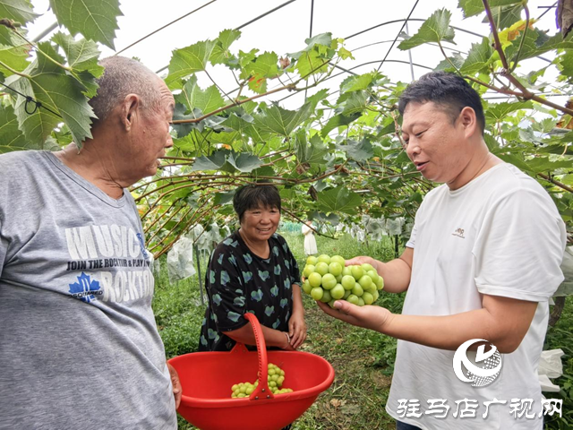 驿城区诸市镇魏庄：阳光玫瑰结出乡村振兴“致富果”