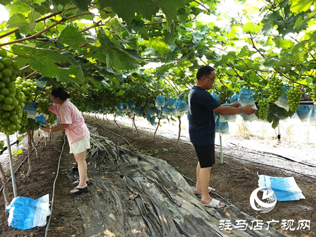 西平县二郎乡小王庄村：葡萄种植助农增收