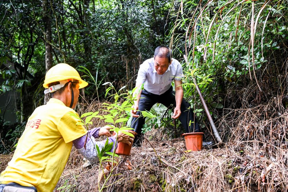 时光相册丨弄拉的重生：荒山披绿 穷岭生金