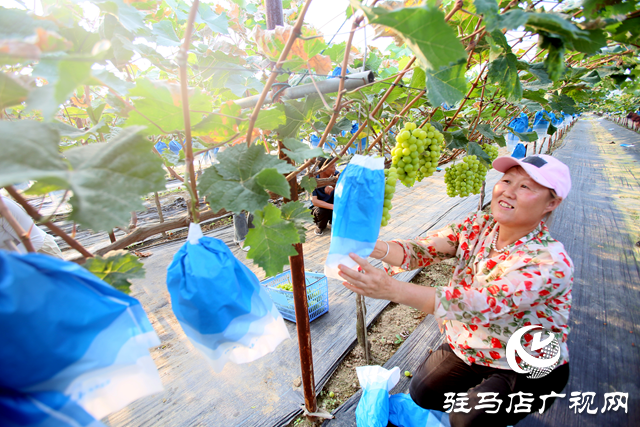 驻马店经济开发区关王庙乡：“阳光玫瑰”飘香 甜蜜产业结出“致富果”